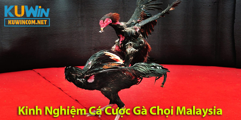 Đá Gà Malaysia: Khám Phá Luật Chơi Và Các Lọai Hình Đá Gà